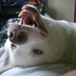 Meet your Posher, James